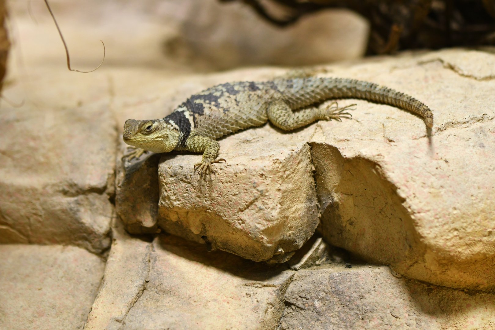 Sceloporus cyanogenis