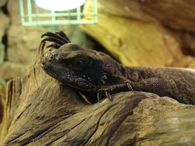 Sceloporus cyanogenys