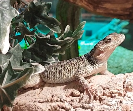 Sceloporus cyanogenys