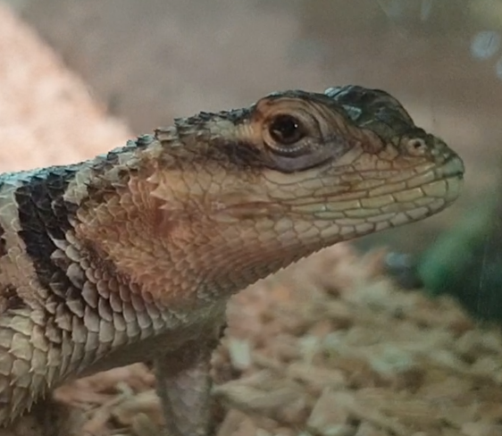 Sceloporus cyanogenys