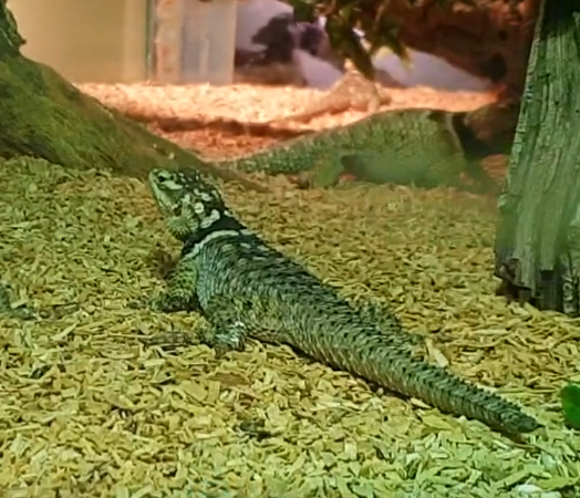 Sceloporus cyanogenys