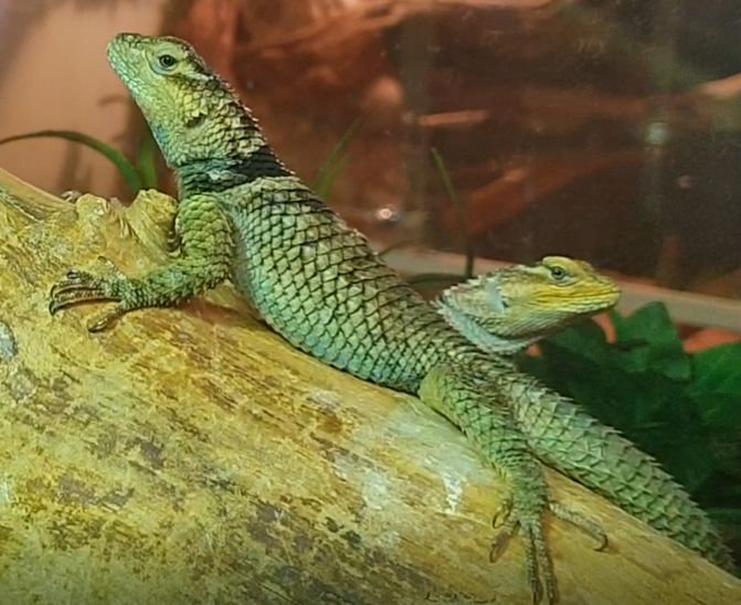 Sceloporus cyanogenys
