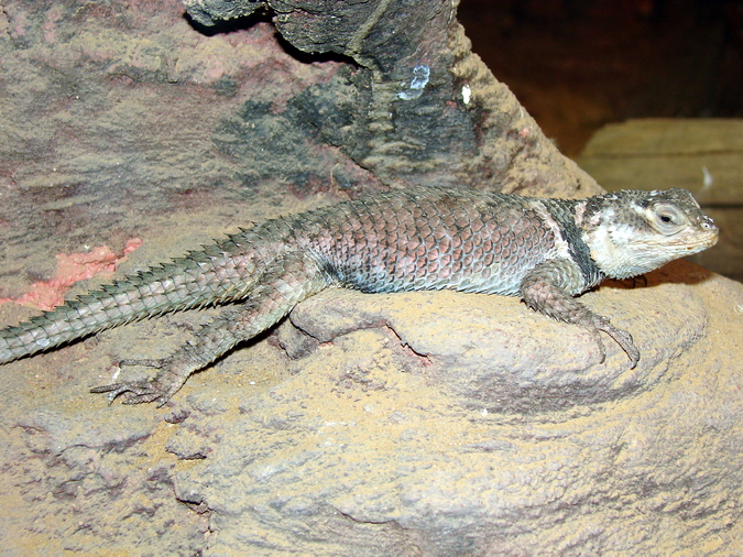 Sceloporus magister / Desert spiny lizard