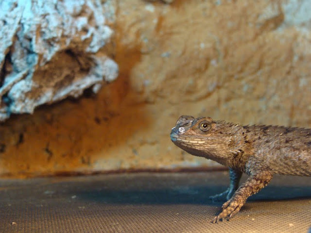 Sceloporus malachiticus