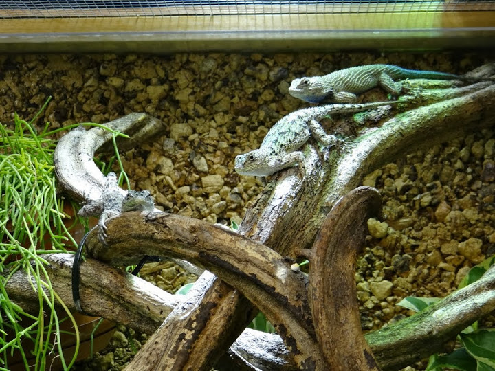 Sceloporus malachiticus