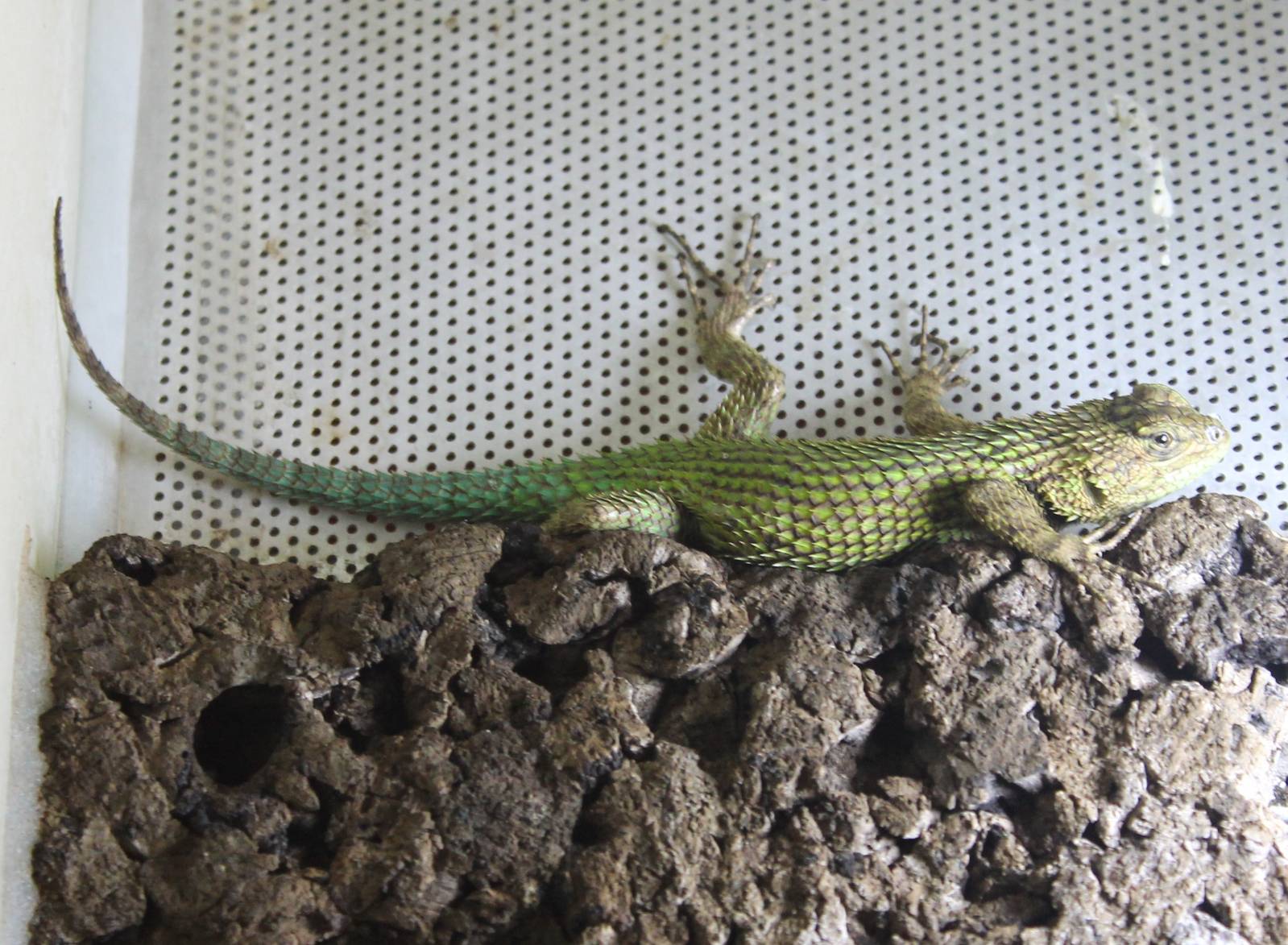 Sceloporus malachiticus