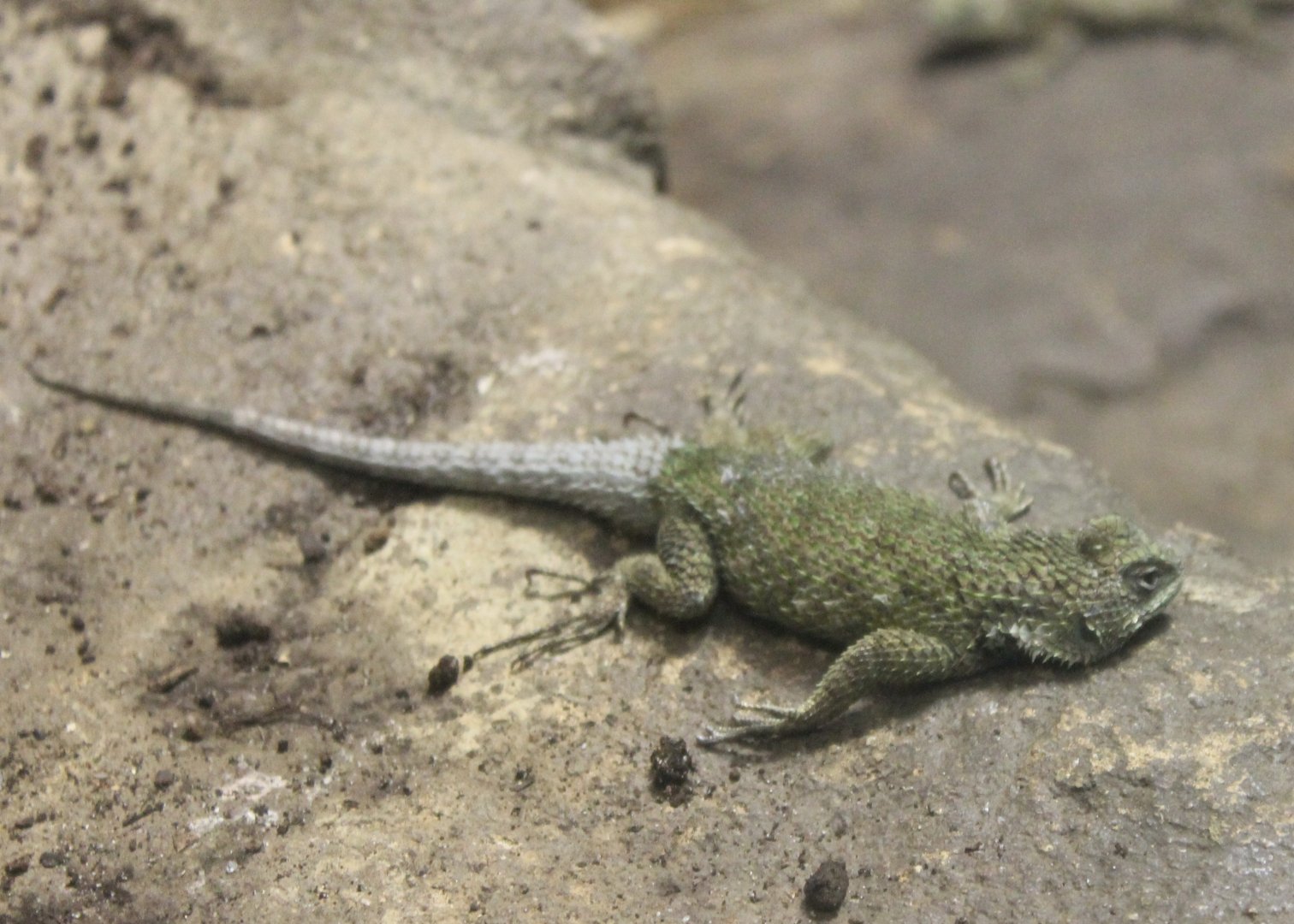 Sceloporus malachiticus