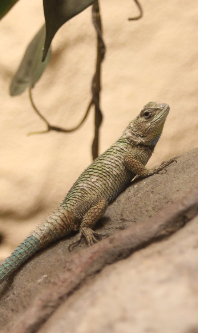 Sceloporus malachiticus