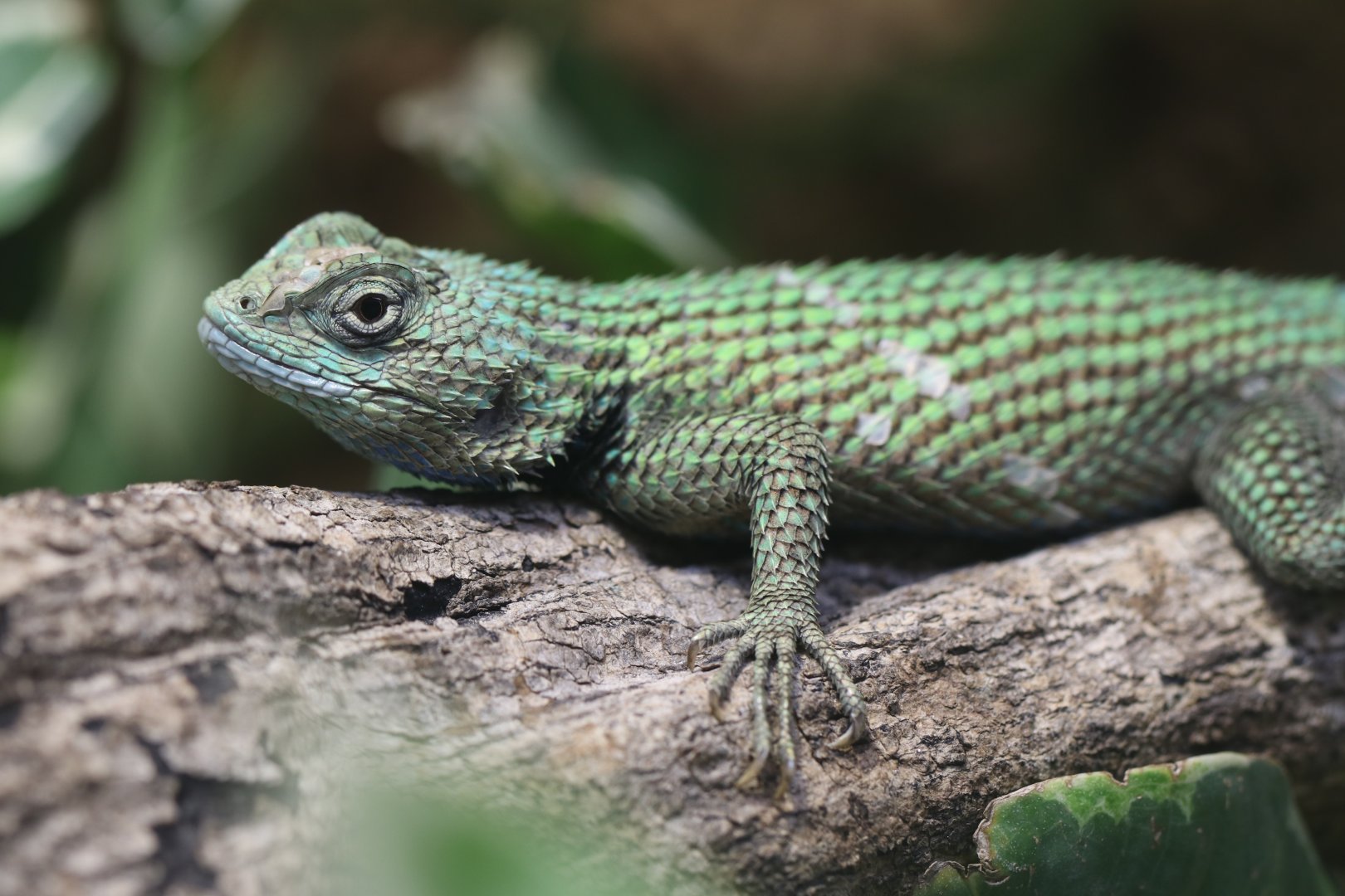 Sceloporus malachiticus