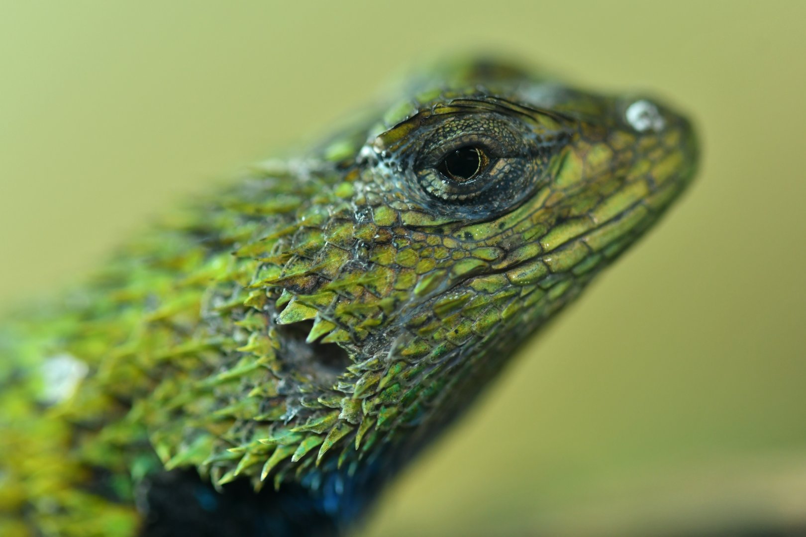 Sceloporus malachiticus