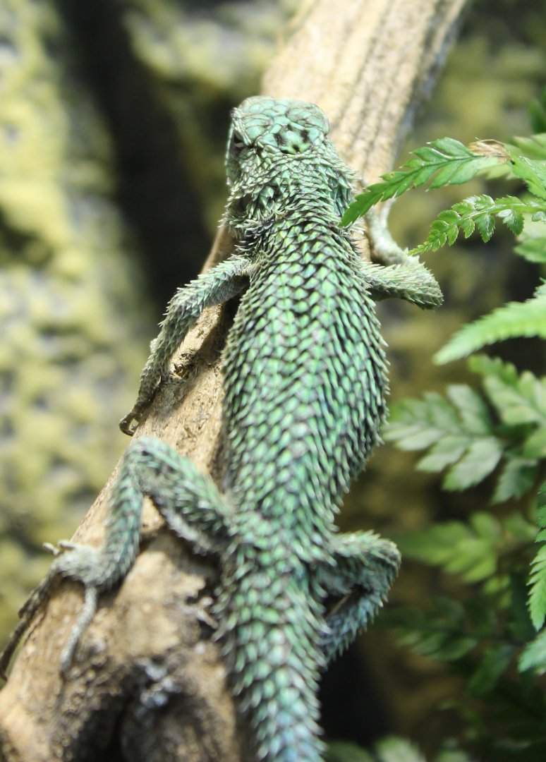 Sceloporus malachitus