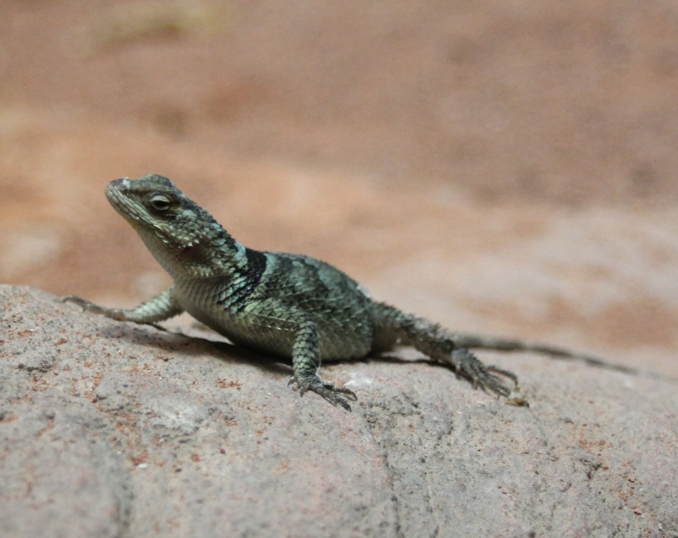 Sceloporus serrifer cyanogenys