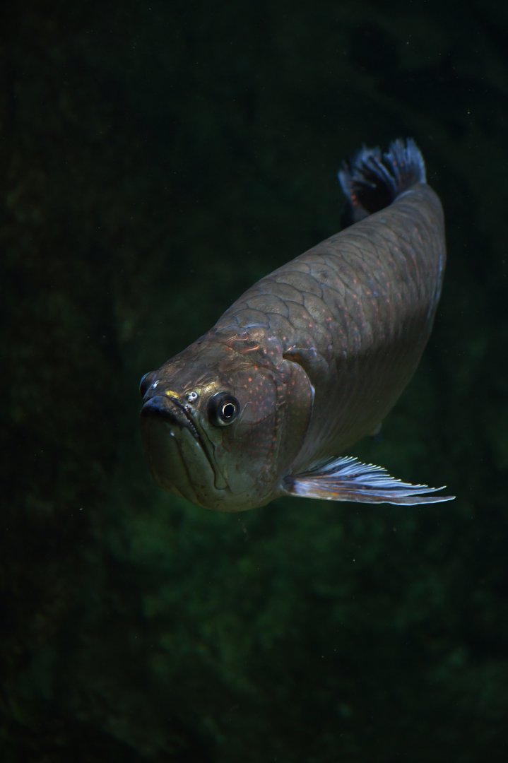 Scelorpages leichardti