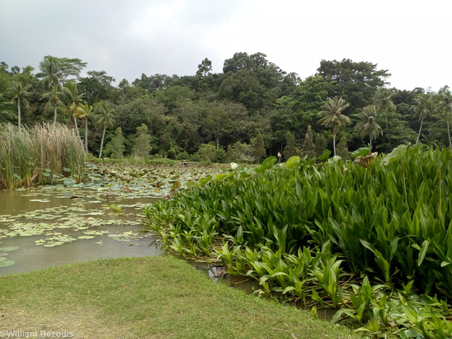 Scenery - Pulau Ubin