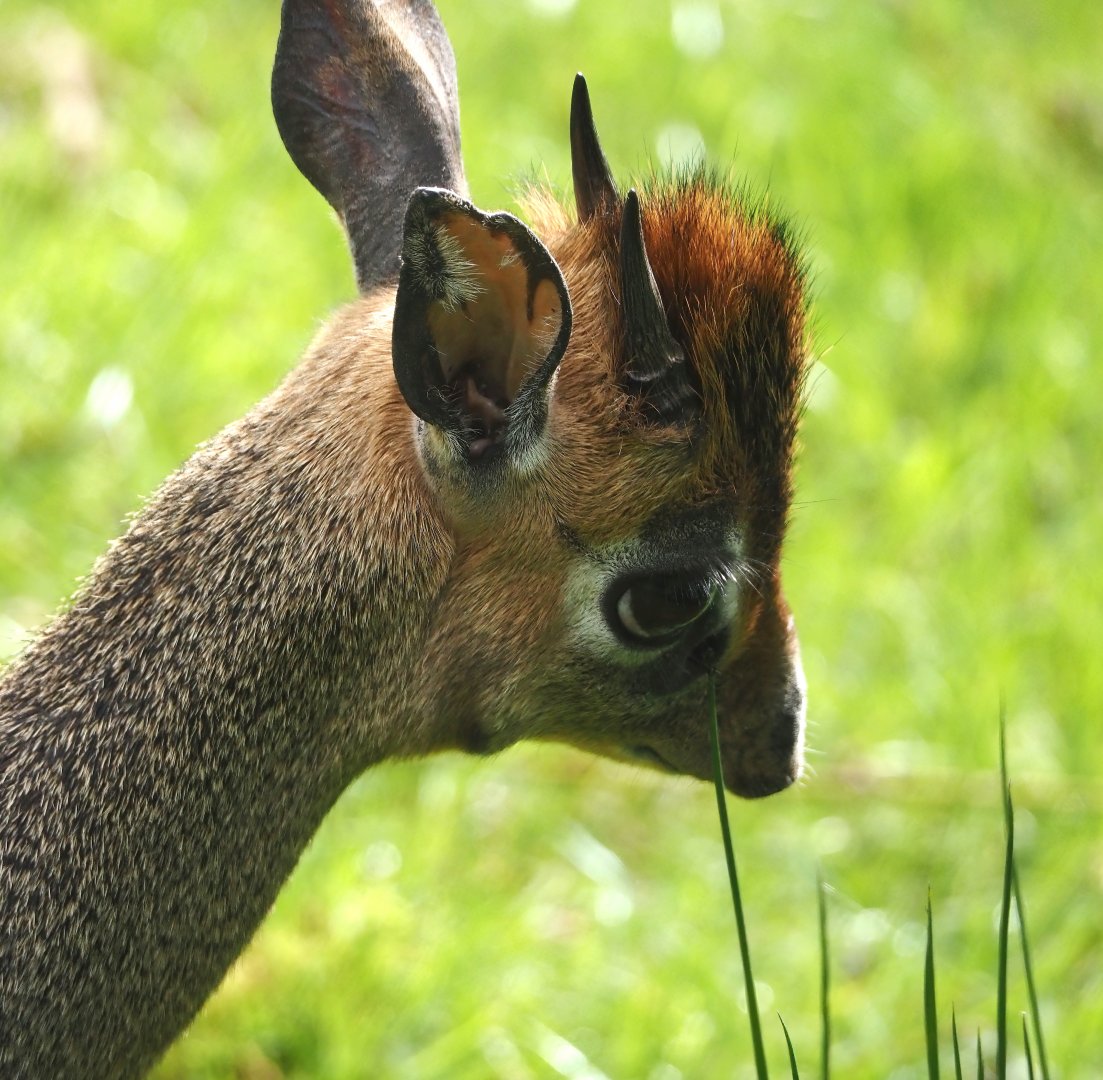 Scent-marking Kirk's dik-dik (Madoqua kirkii), 2024-04-14
