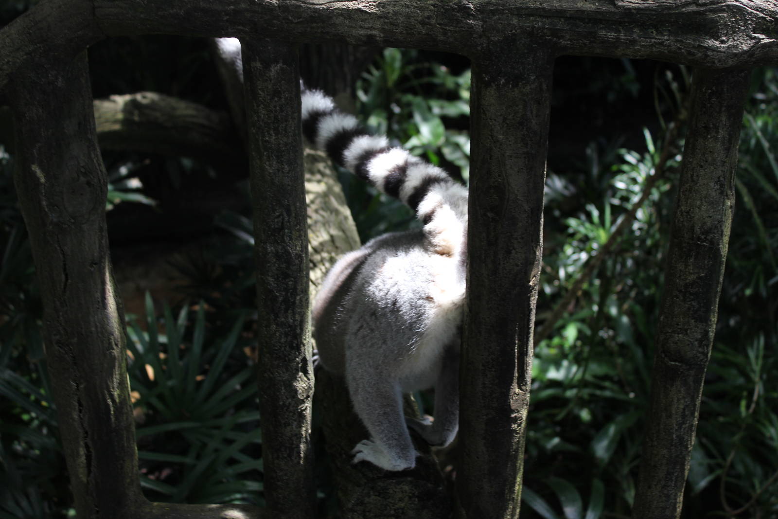 Scent Marking Lemur