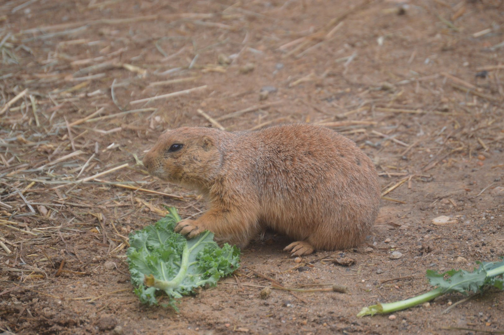 Schaefer Plaza - Black-tailed Prairie Dog (Cynomys ludovicianus)