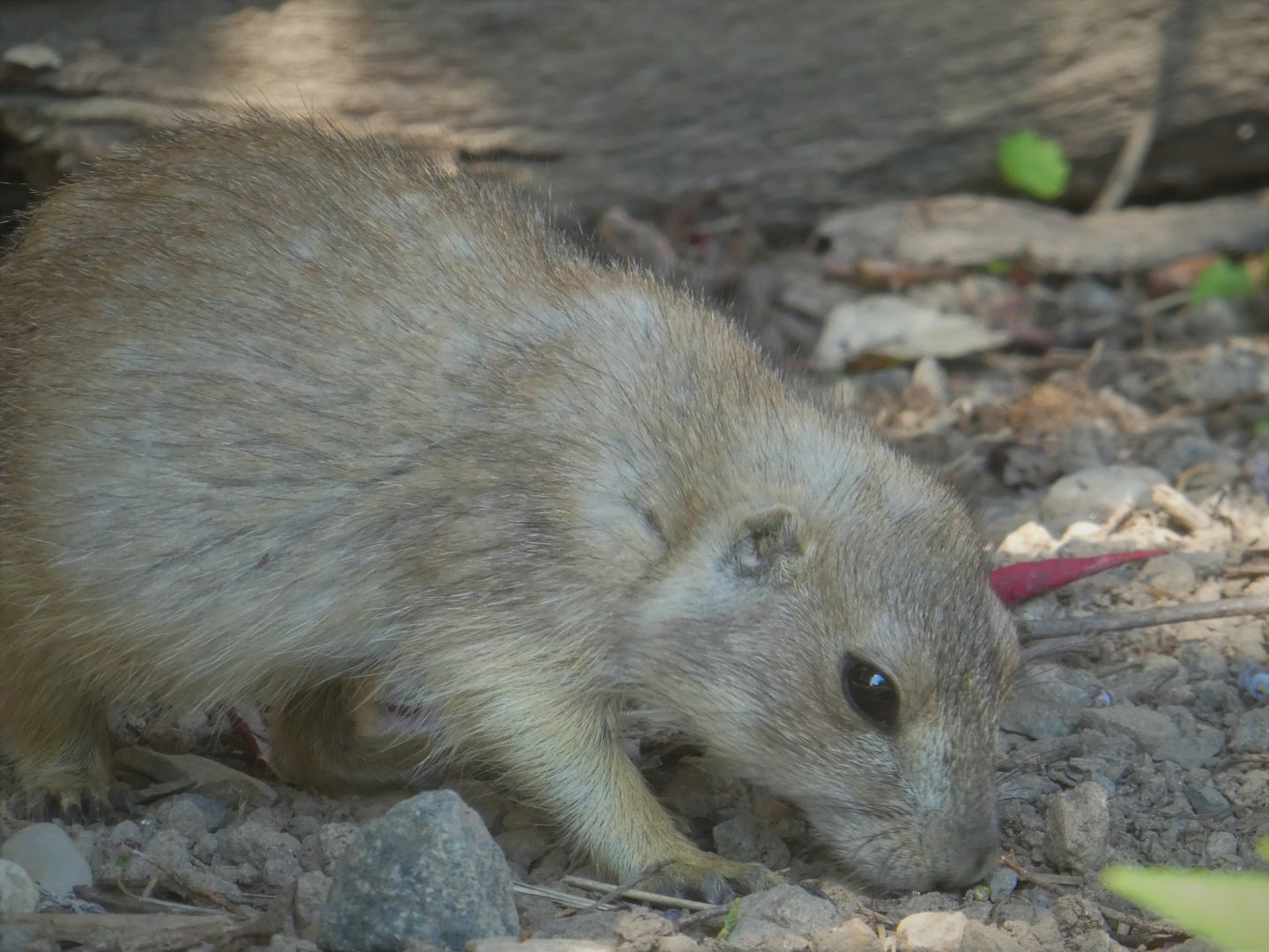 Schaefer Plaza - Black-tailed Prairie Dog