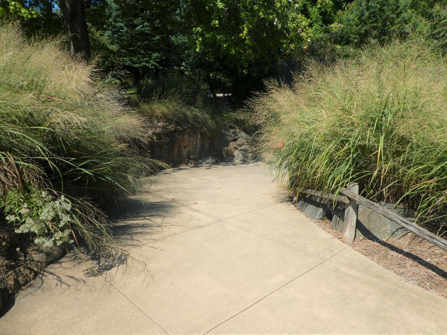 Schaefer Plaza - Path Near Prairie Dog Exhibit