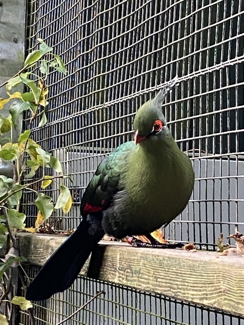 Schalow's turaco 061121