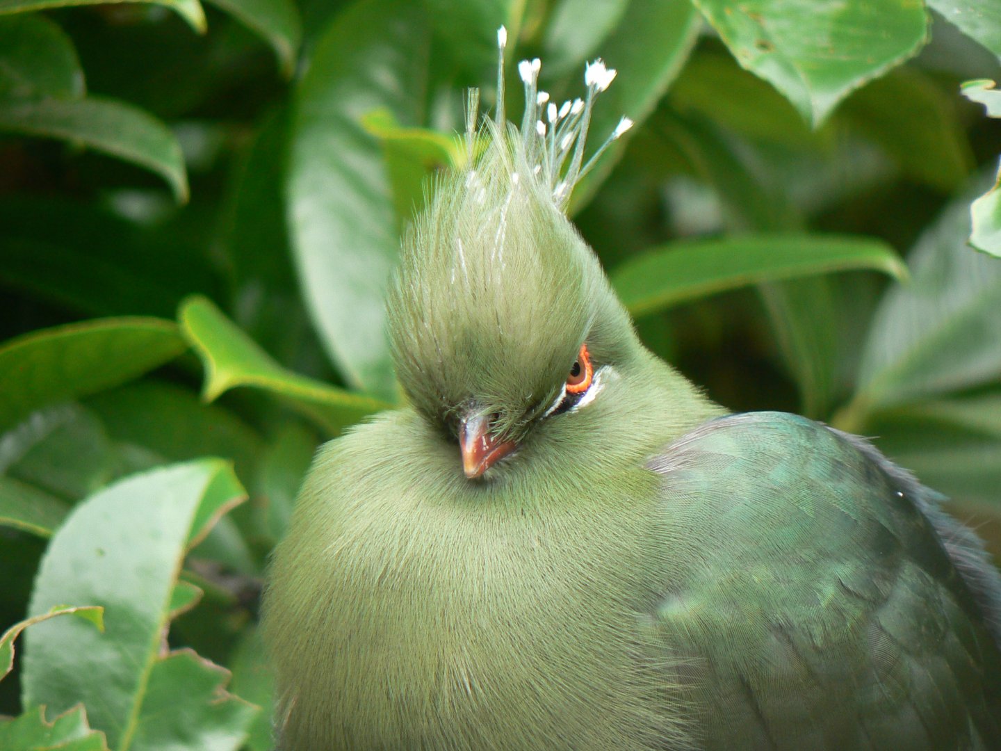 Schalow's Turaco - 26 October 2016