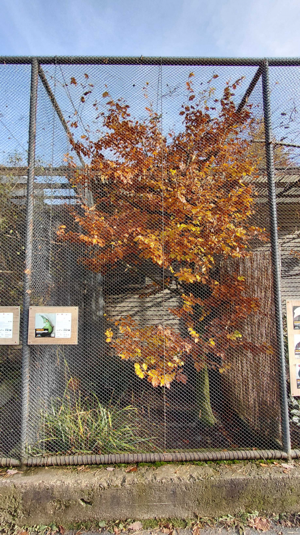 Schalow's turaco aviary