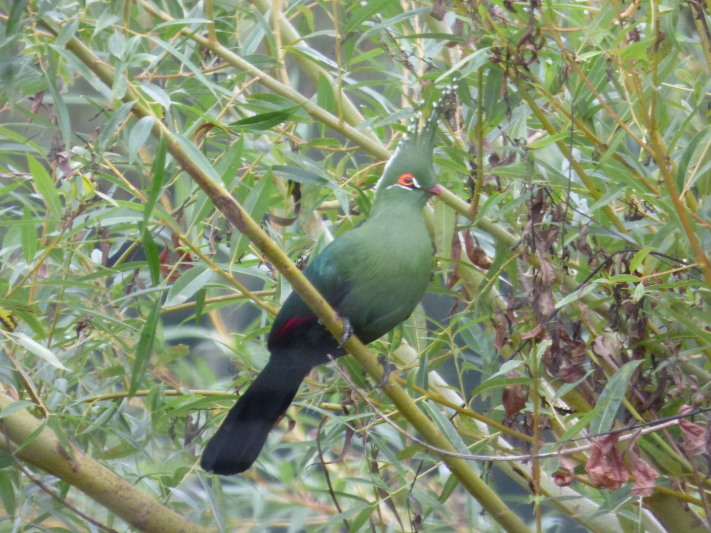 Schalow's Turaco in Wetlands Aviary