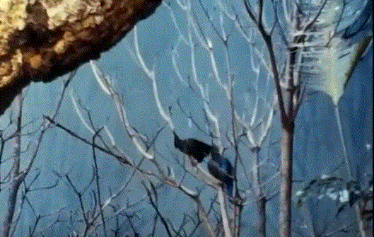 Schalow's Turaco pair 1977 Rainforest Exhibit