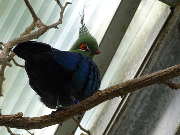Schalow's turaco (Tauraco schalowi) (07/22)