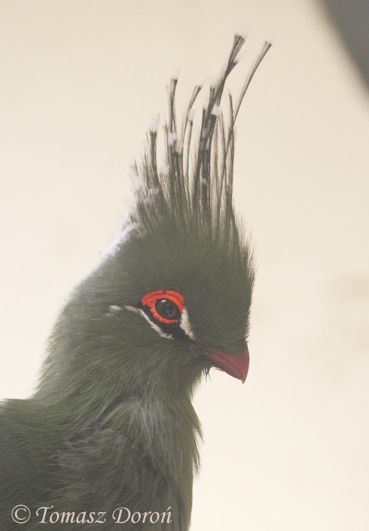 Schalow's Turaco (Tauraco schalowi), August 2017