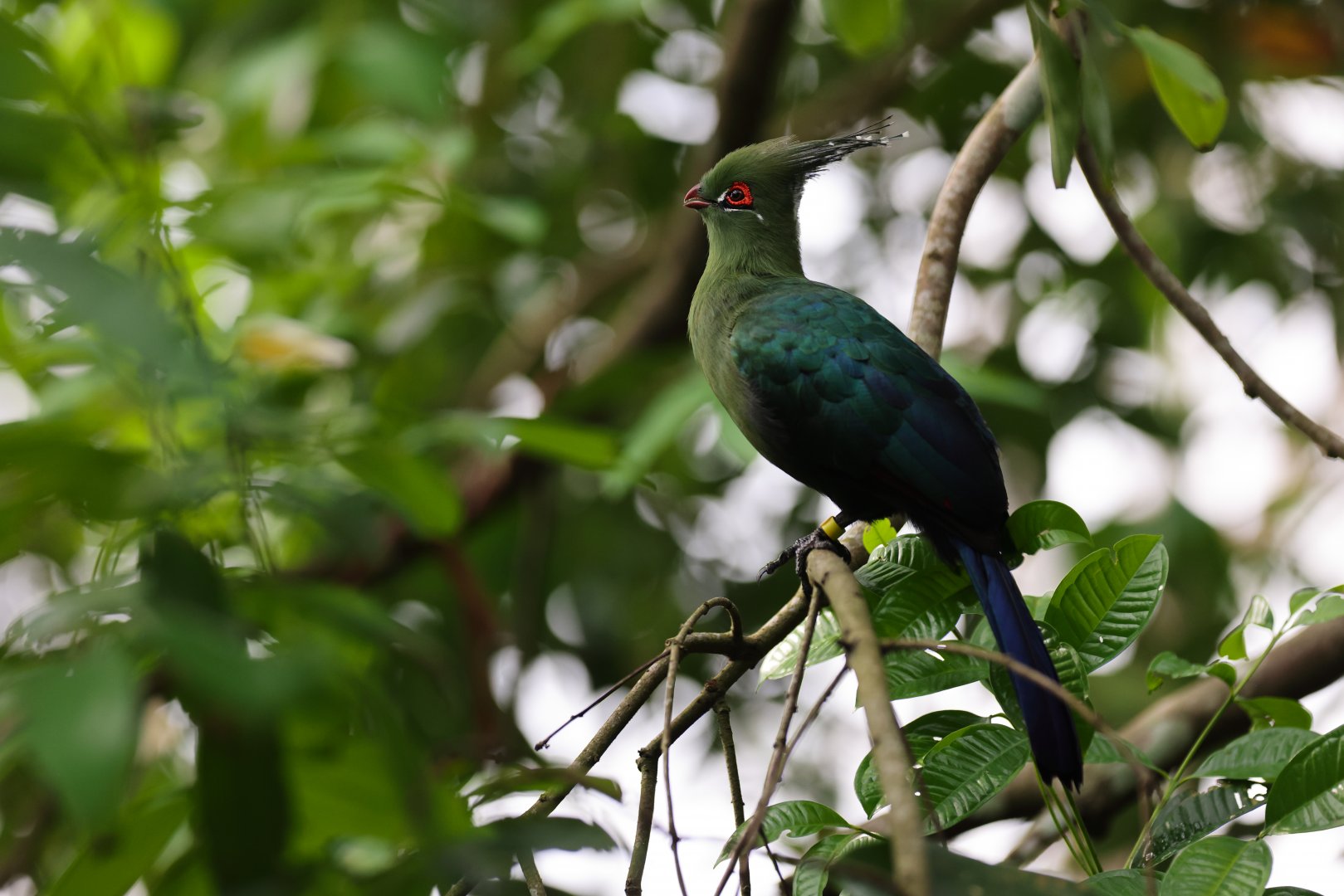 Schalow's Turaco (Tauraco schalowi) - Heart of Africa