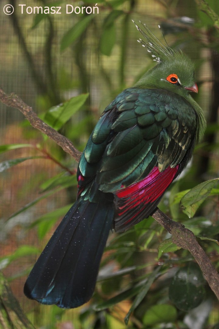 Schalow’s Turaco (Tauraco schalowi), Nov. 2017