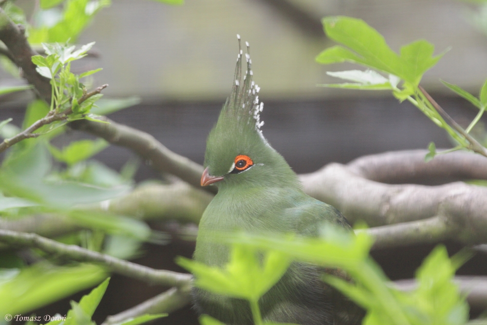 Schalow's turaco (Tauraco schalowi)