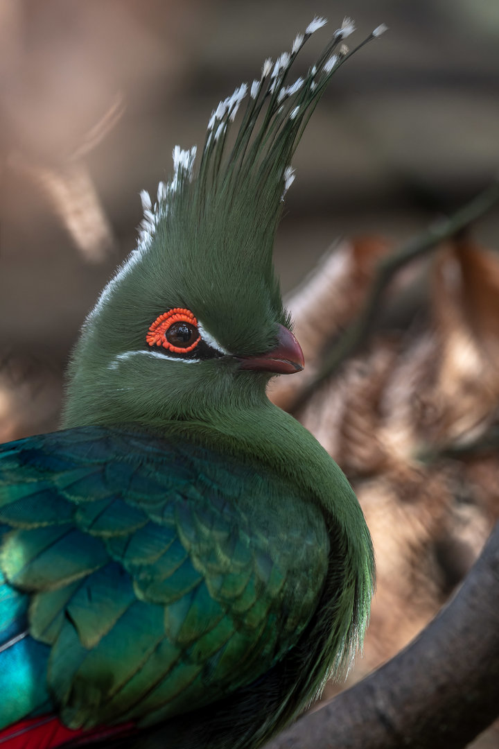 Schalow's turaco (Tauraco schalowi)