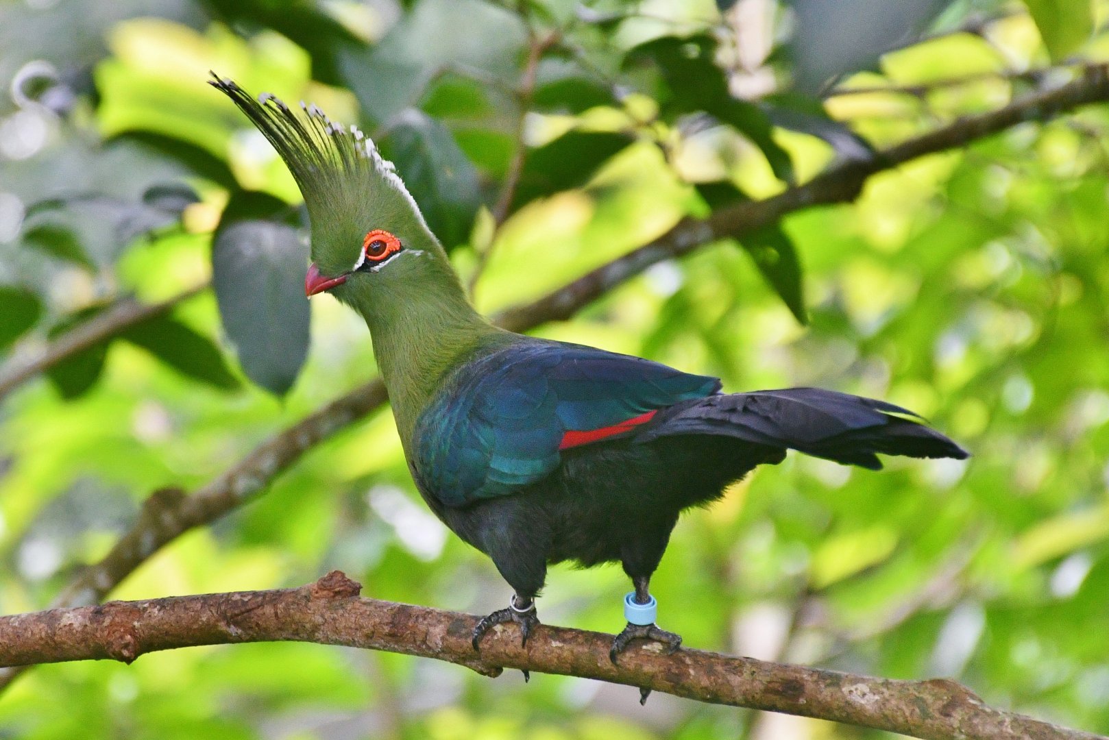 Schalow's Turaco (Tauraco schalowi)