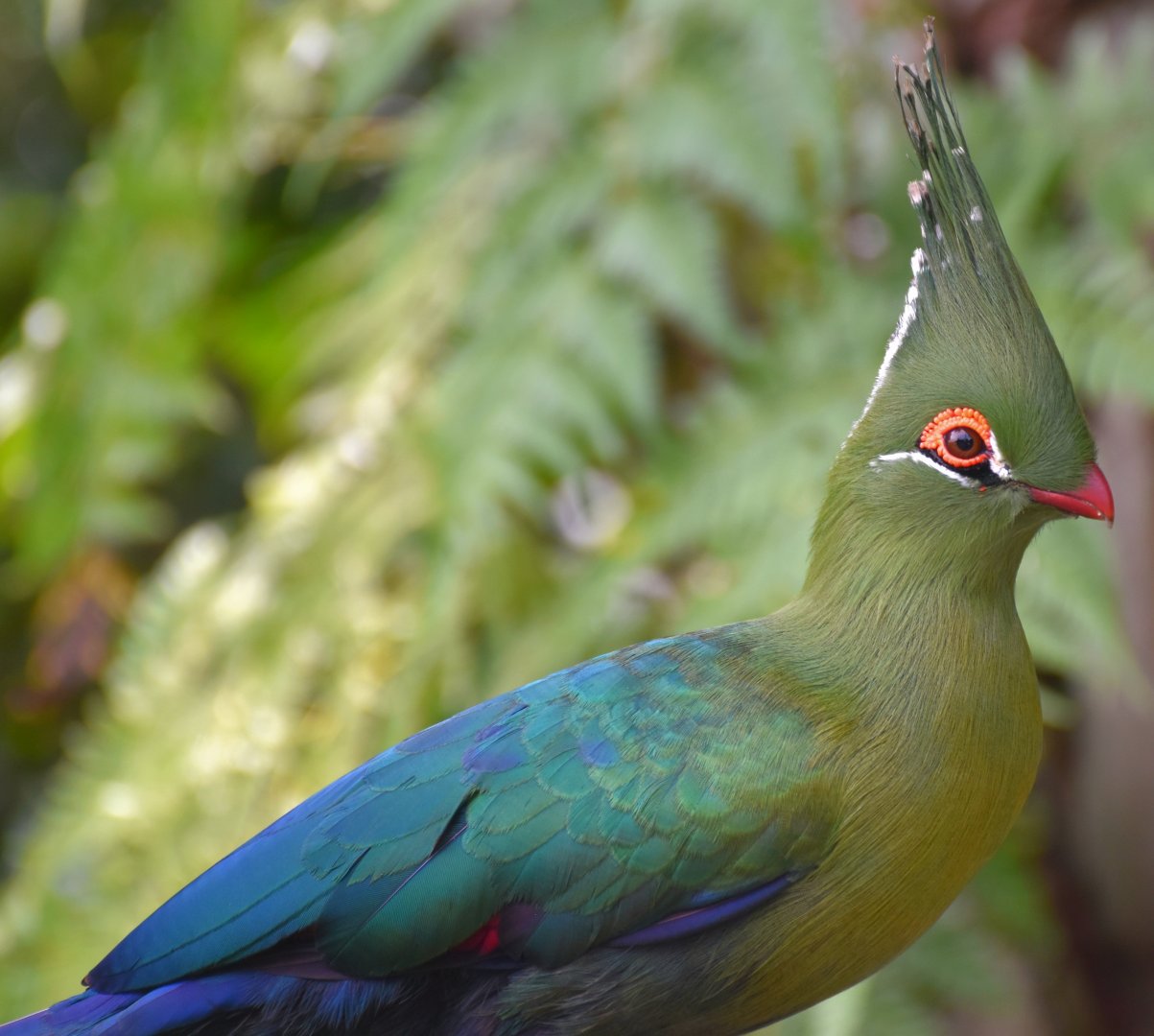 Schalow's Turaco (Tauraco schalowi)