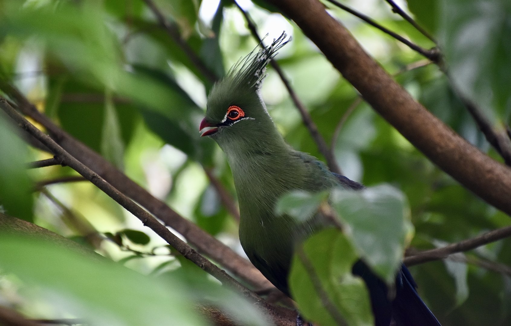 Schalow's Turaco (Tauraco schalowi)