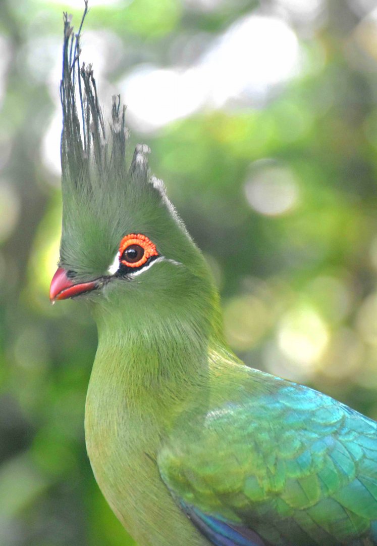Schalow's Turaco (Tauraco schalowi)