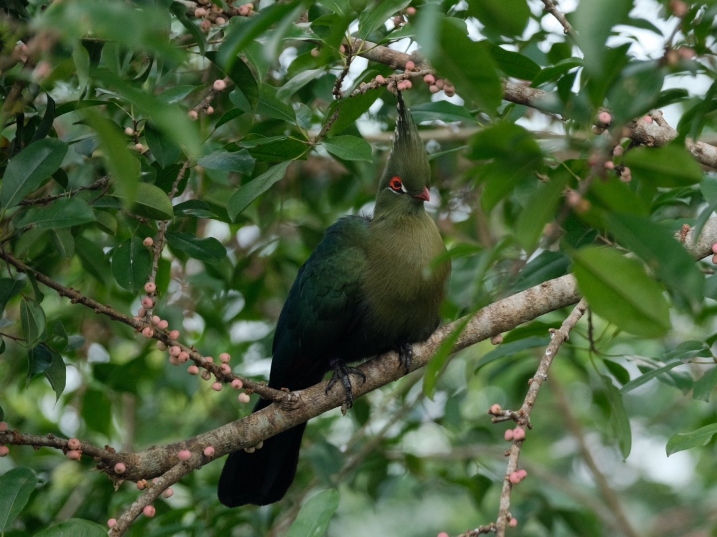 Schalow's Turaco (Turaco schalowi)