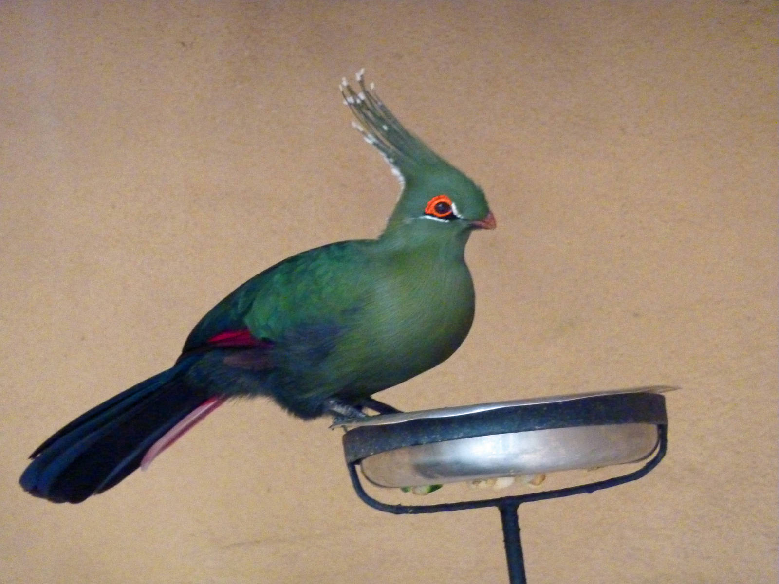 Schalow's turaco