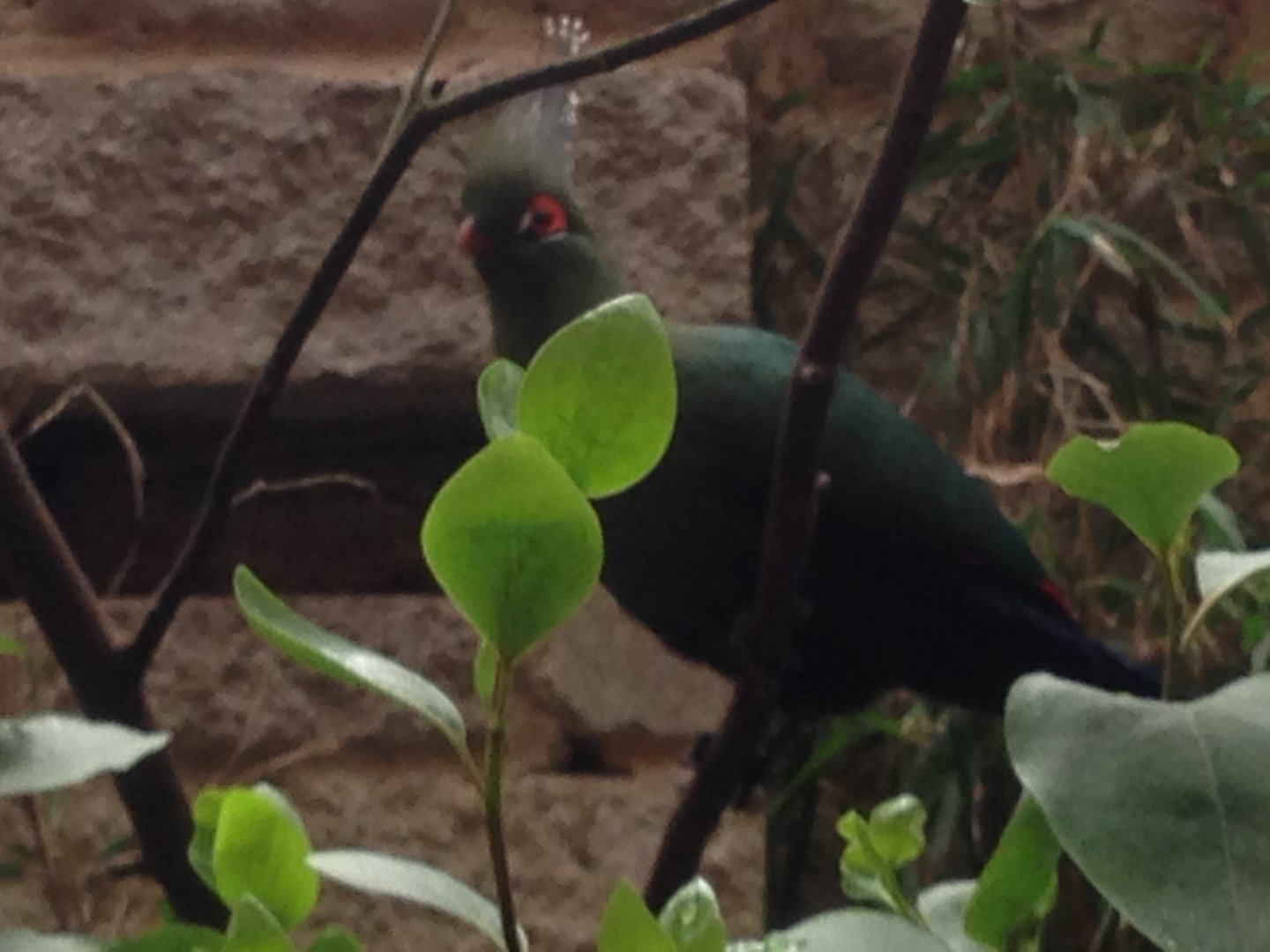 Schalow's Turaco