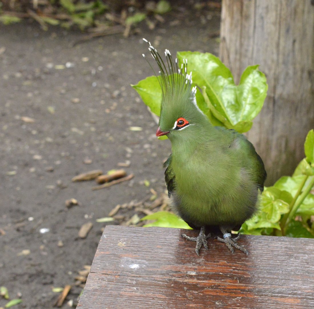 Schalow's turaco