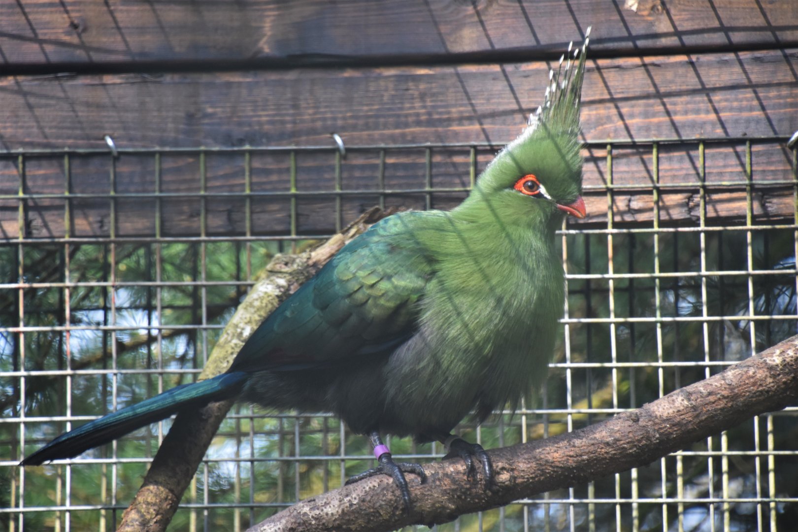 Schalow's turaco