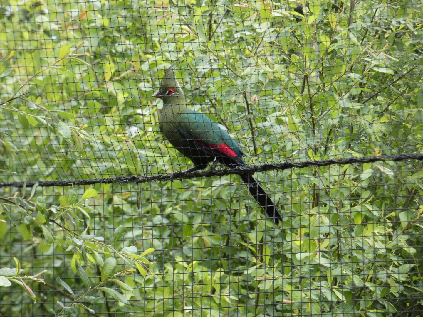 Schalow's turaco