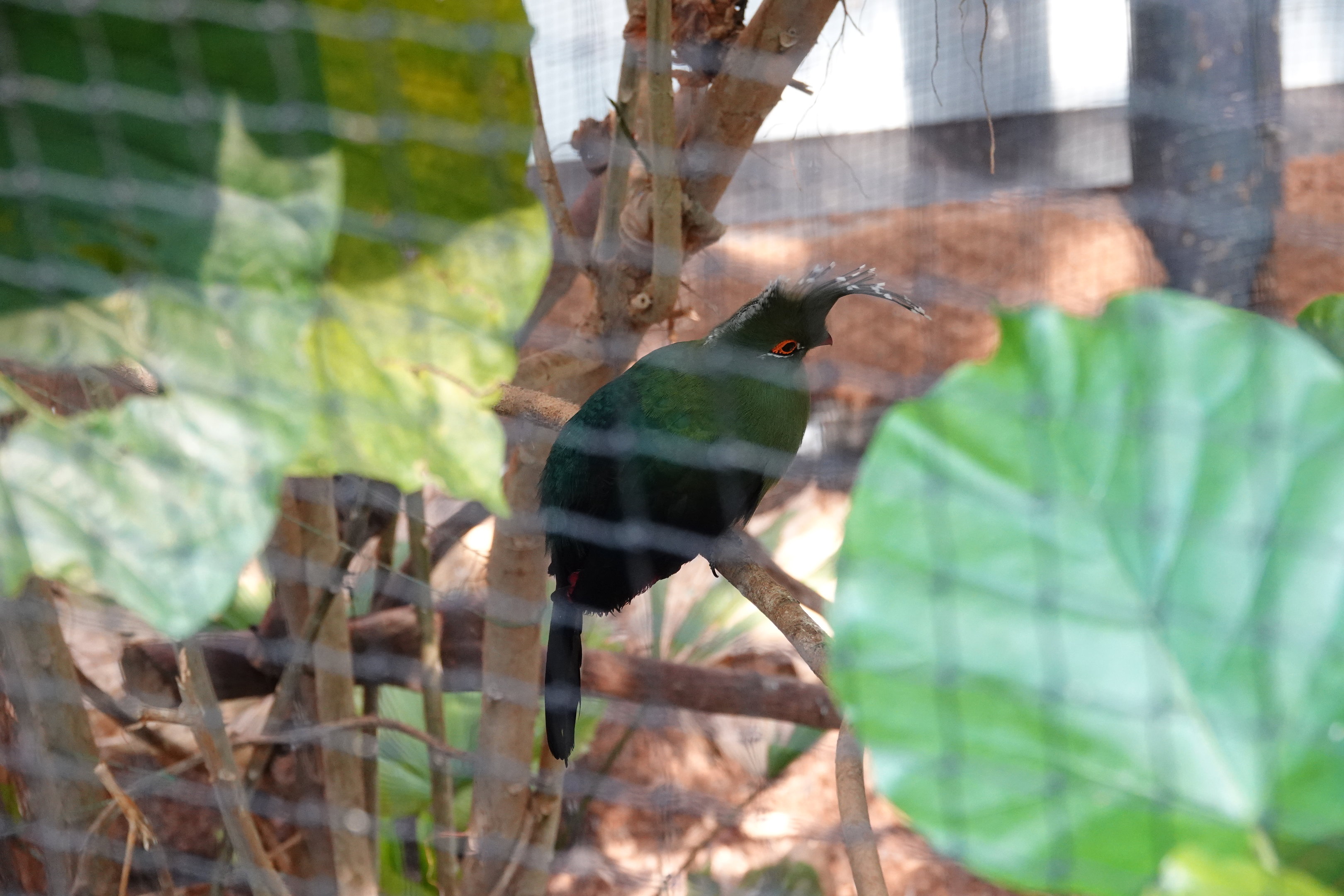 Schalow's turaco