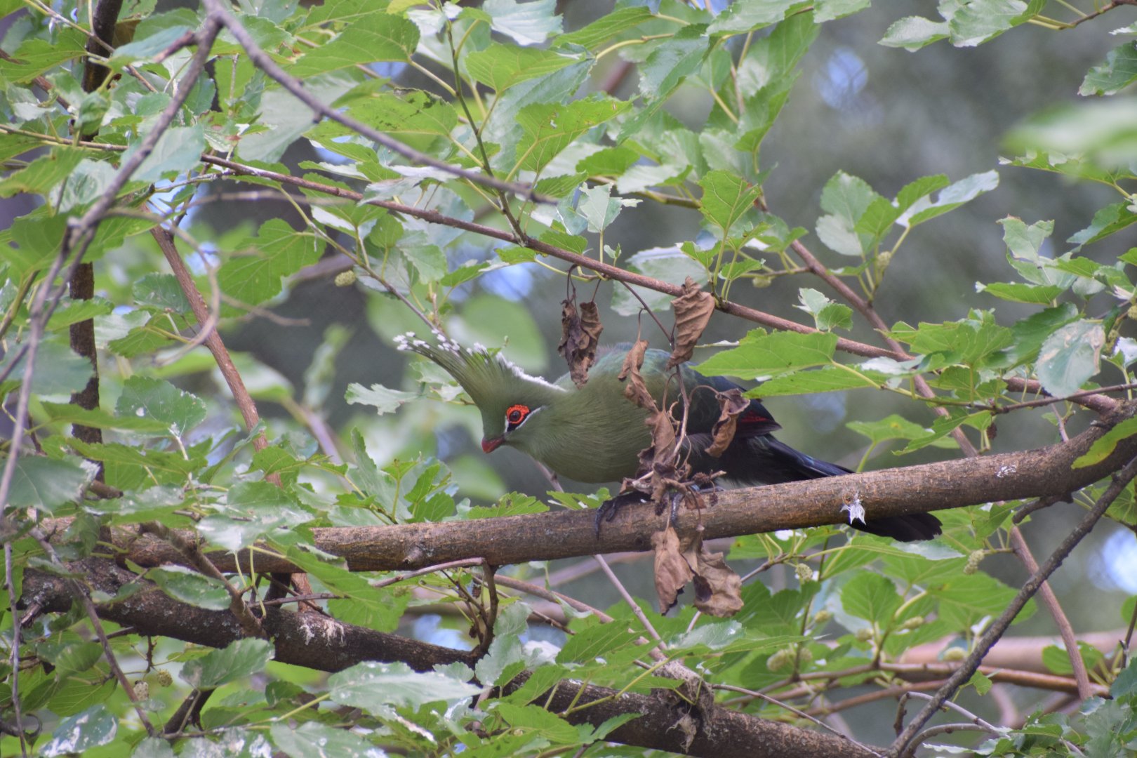 Schalow's turaco