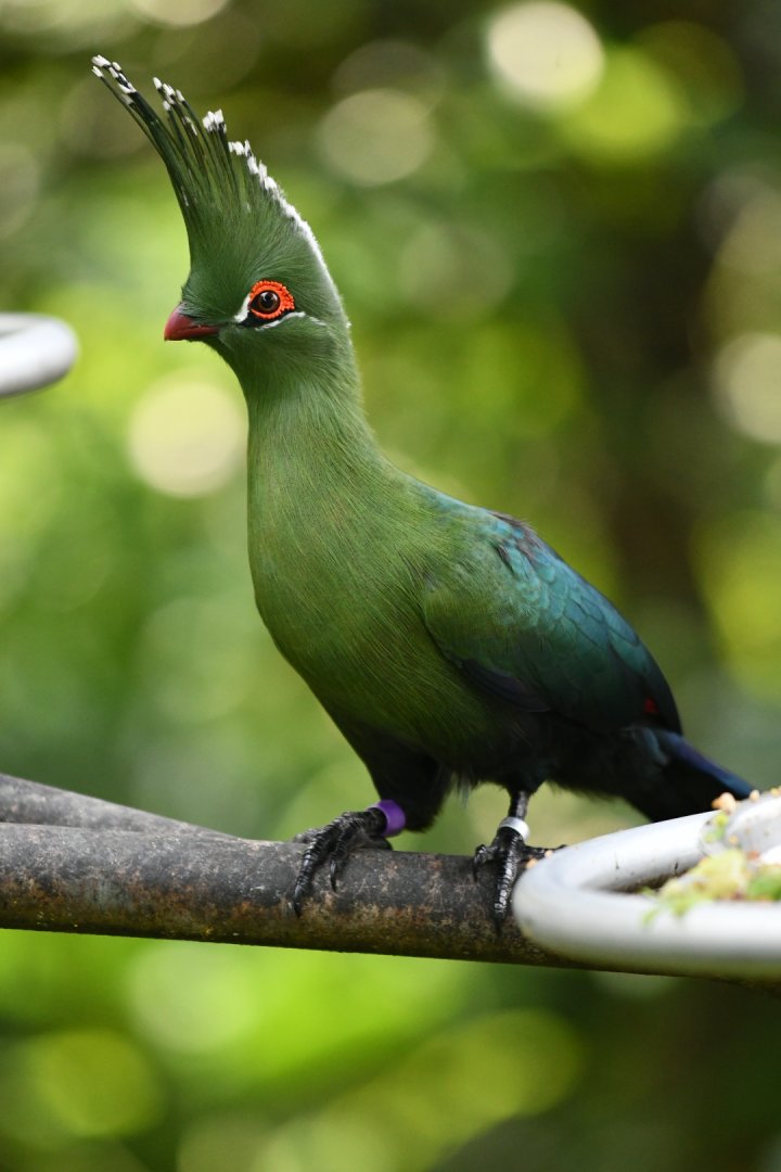 Schalow's Turaco