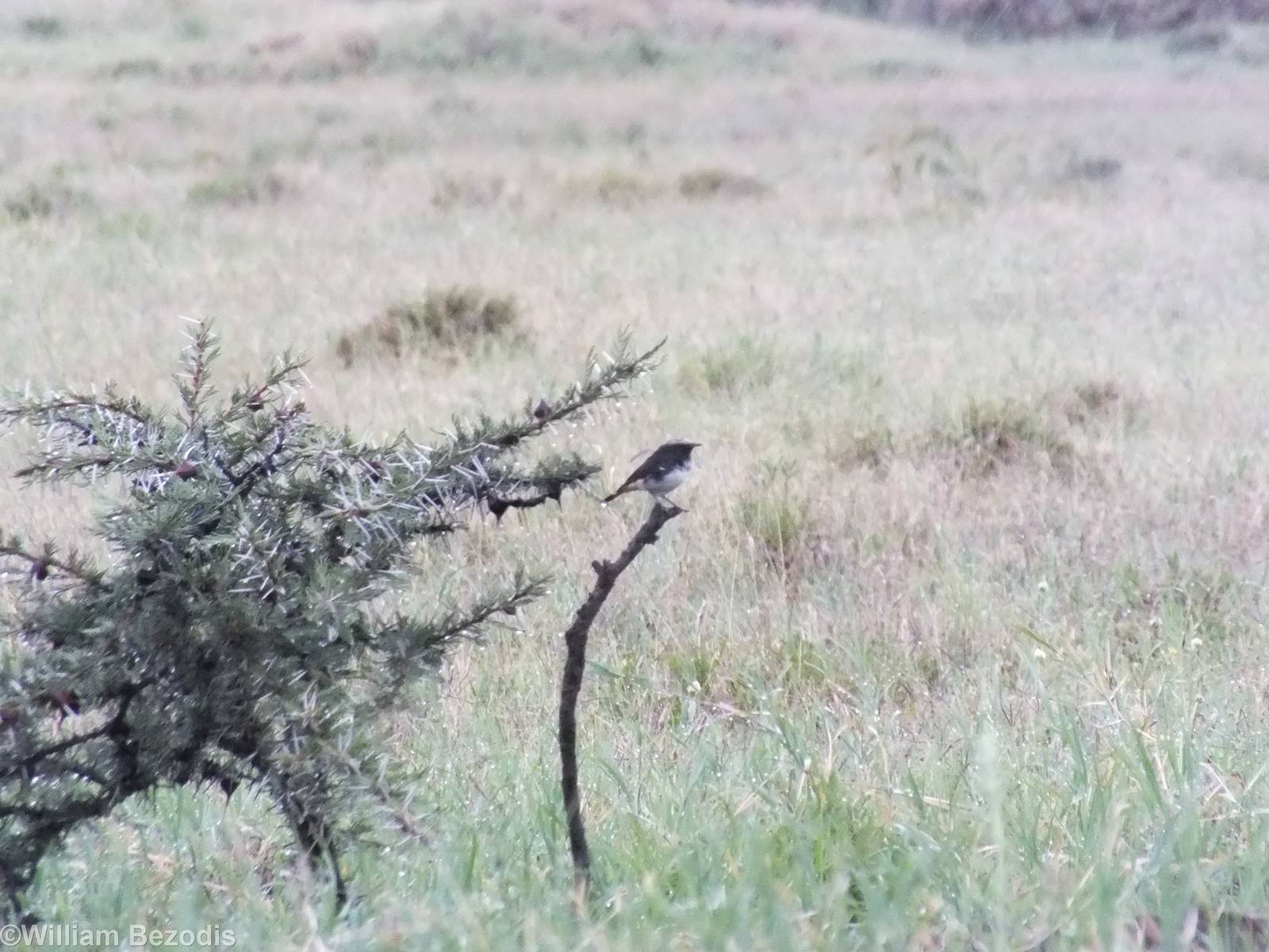 Schalow's Wheatear - Hell's Gate National Park