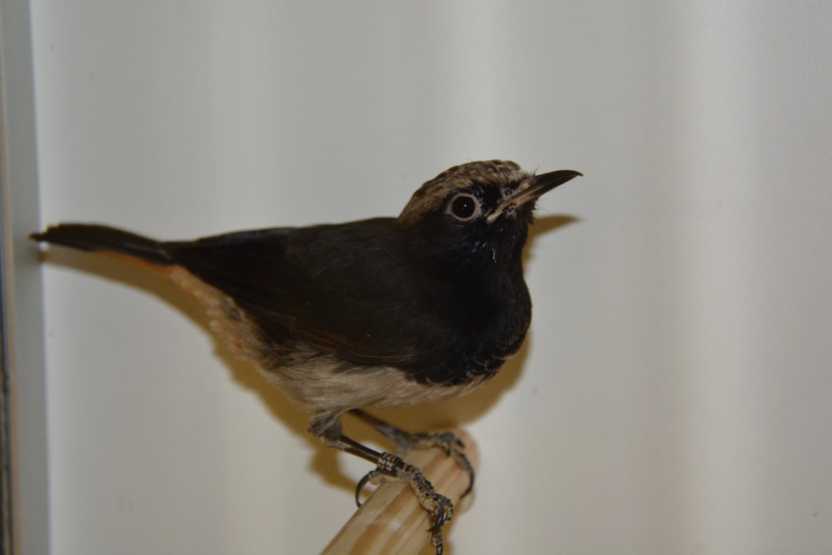 Schalow's wheatear (Oenanthe lugubris schalowi)