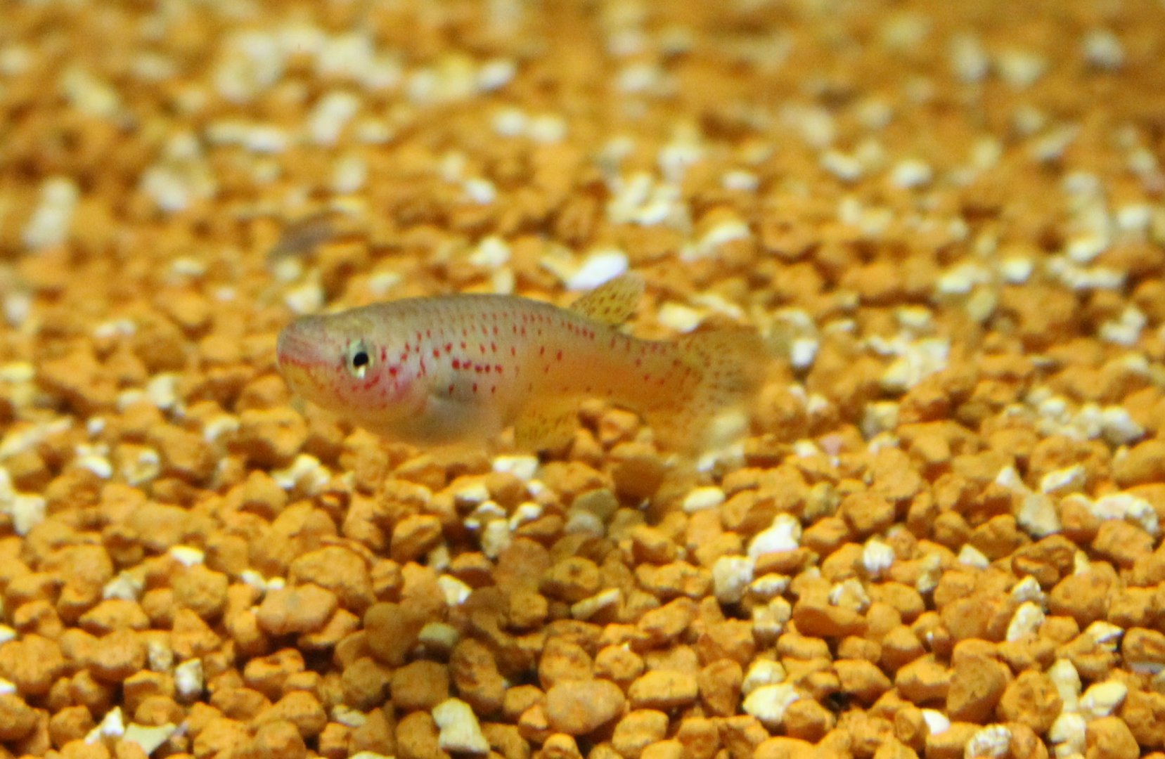 Scheel's killifish - Fundulopanchax scheeli